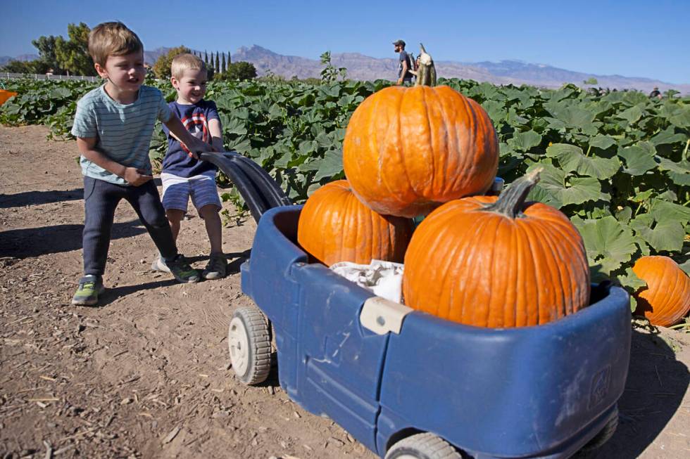 Samuel Honig, 3, left, and his friend Deegan Dorudiani, 3, pull a wagon filled with pumpkins at ...