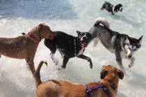 Dogs splash around in the pool during the annual Dog Daze of Summer event at Desert Breeze Aqua ...