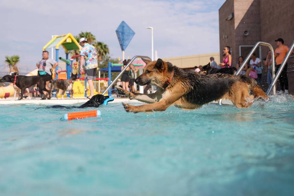 Payton, a 2-year-old German Shepard, leaps into the pool for his toy during the annual Dog Daze ...