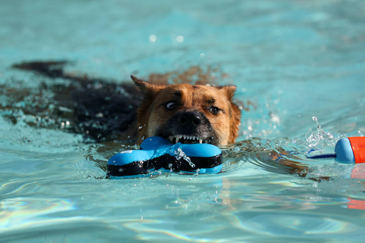 Payton, a 2-year-old German Shepard, decides between two toys during the annual Dog Daze of Sum ...