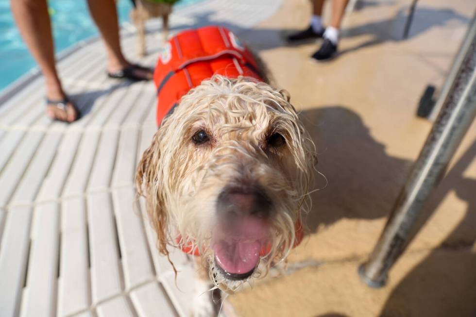 Lexi, a 5-year-old Goldendoodle, boops the camera lens during the annual Dog Daze of Summer eve ...