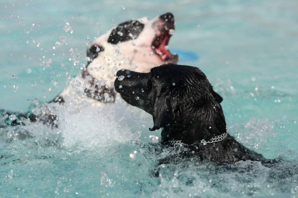 Dogs compete for toys during the annual Dog Daze of Summer event at Desert Breeze Aquatic Facil ...