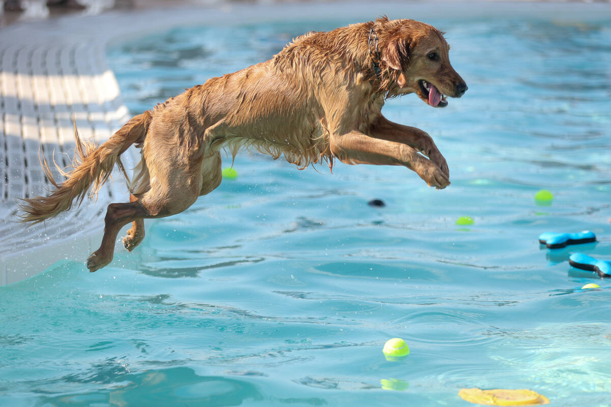 Phoebe, a 2-year-old Golden Retriever, fetches her toy from the pool during the annual Dog Daze ...