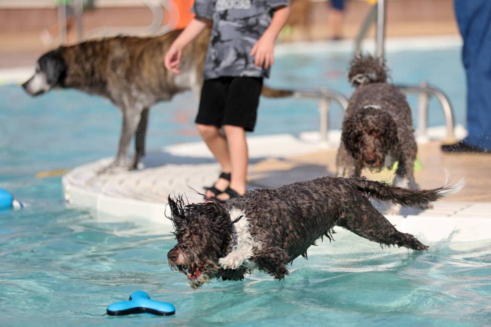 Dogs launch from the pool’s peninsula during the annual Dog Daze of Summer event at Dese ...