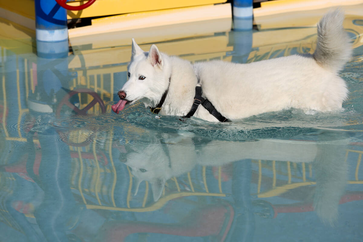 A dog tastes the pool water during the annual Dog Daze of Summer event at Desert Breeze Aquatic ...