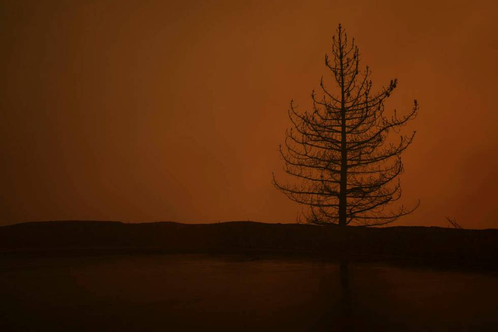 A tree stands, burned after the Line Fire passed through Saturday, Sept. 7, 2024, in Running Sp ...