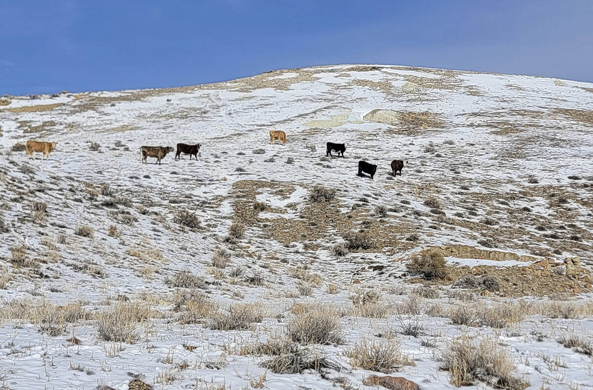 This photo provided by the Center for Biological Diversity shows seven cows seen within subpopu ...