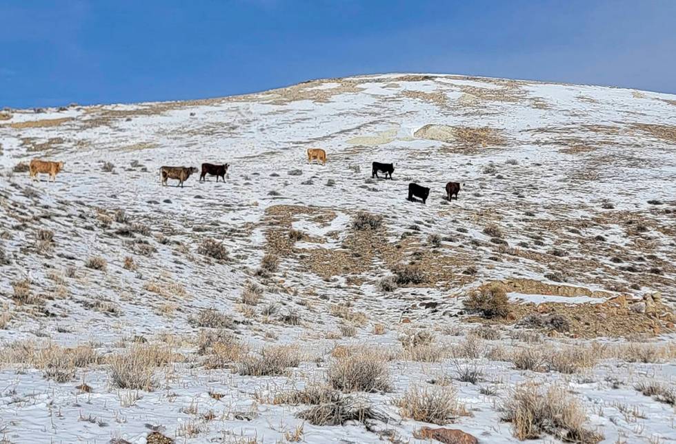 This photo provided by the Center for Biological Diversity shows seven cows seen within subpopu ...