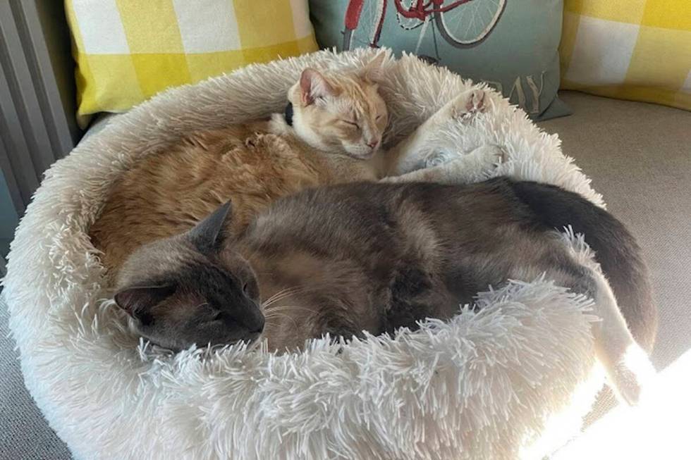 This photograph provided by Susanne Anguiano shows her cats Rayne Beau and Starr Jasmyn snuggli ...