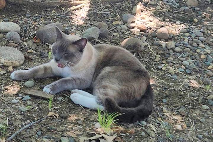 In this photograph provided by Alexandra Betts, the cat, Rayne Beau, is seen eating food provid ...