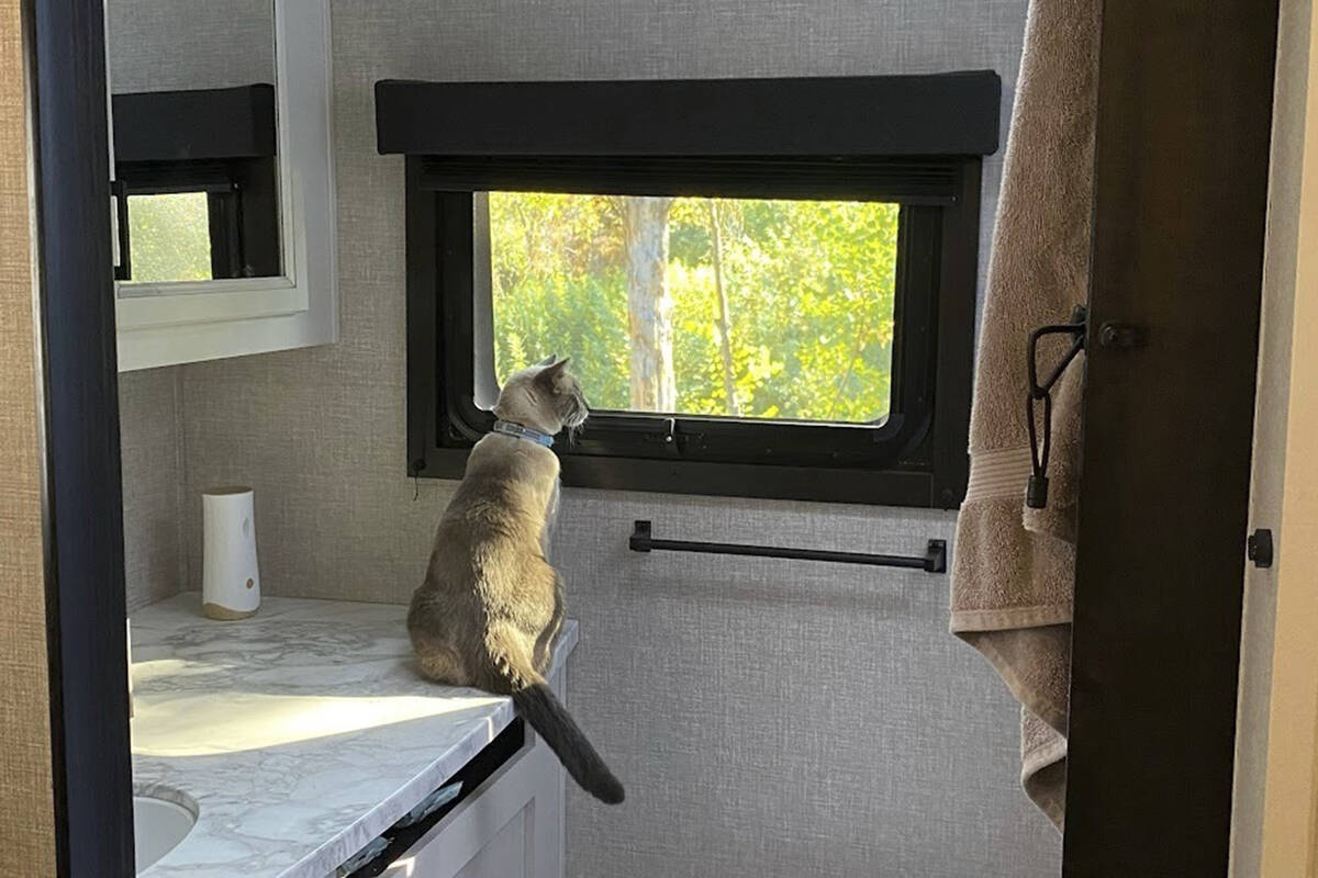 This photograph provided by Susanne Anguiano shows her cat Rayne Beau looking out the window of ...