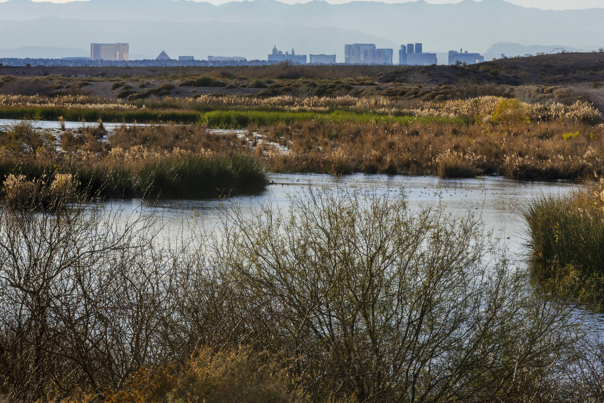 Water flows along the Las Vegas Wash and surrounding wetlands and the city skyline beyond on Fe ...