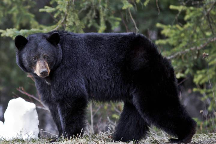 A black bear. (Rkpimages/Dreamstime/TNS)