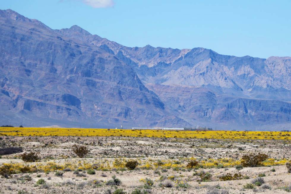 Desert gold wildflowers bloom at the north end of Ash Meadows National Wildlife Refuge in Amarg ...