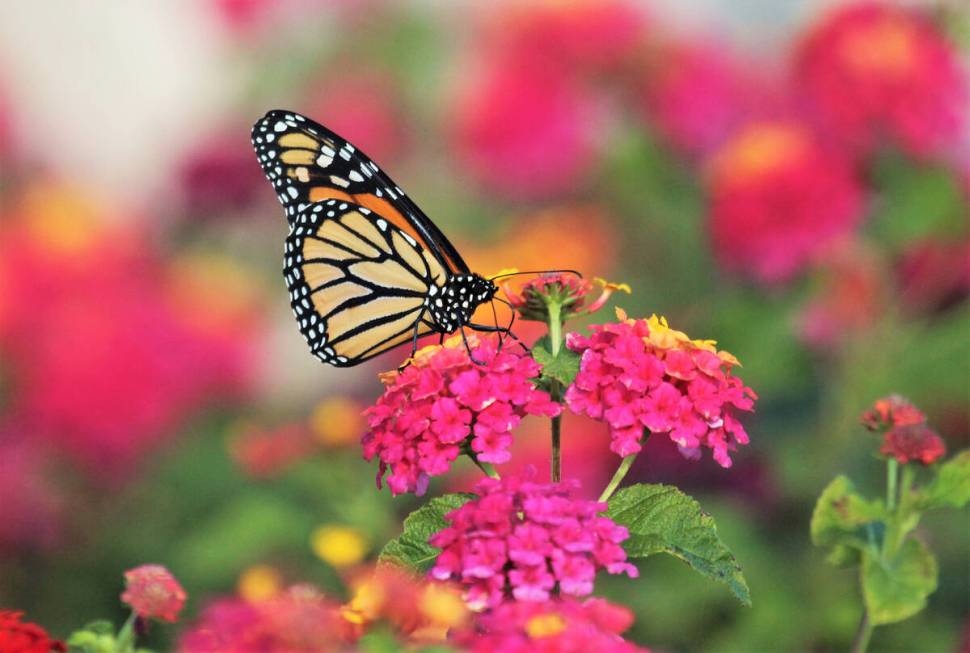 The Springs Preserve's Butterfly Habitat opens on Oct. 5. (Springs Preserve)