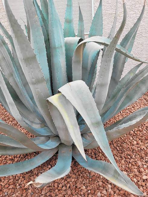 Two problems that can plague desert agaves are root rot from watering too often and agave weevi ...