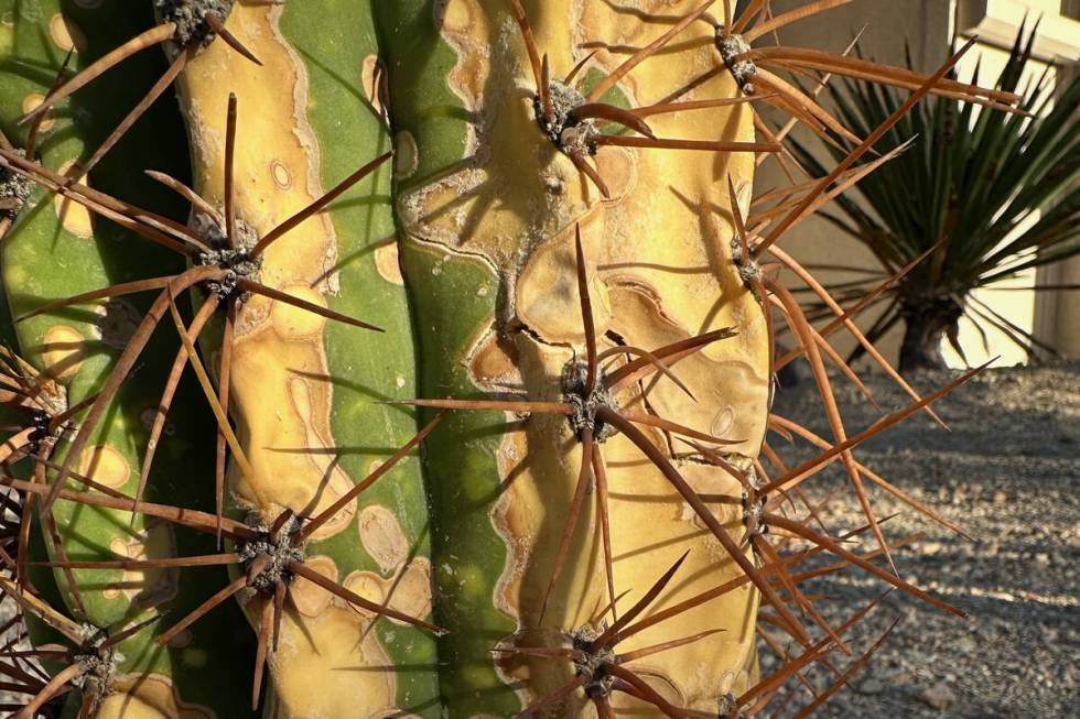 I think the problem with this Argentine saguaro started as a sunburn infection and continued as ...