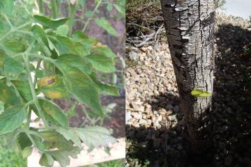 Some examples of biotic (foliar disease in a tomato plant), left, and abiotic (sunburn on the b ...