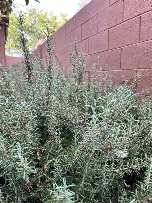 Rosemary doesn’t need tiny sips of water every day — in fact, daily watering can cause it t ...