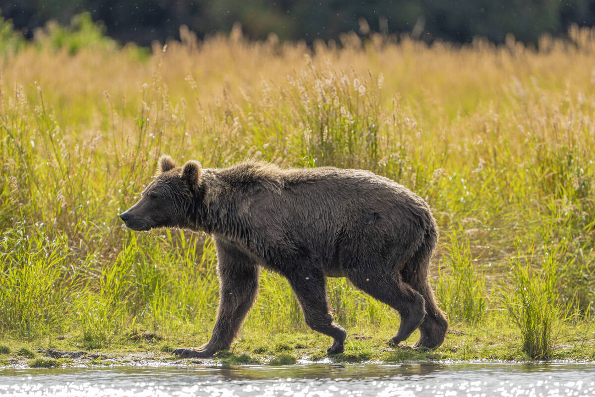 This image provided by the National Park Service shows bear 519 at Katmai National Park in Alas ...