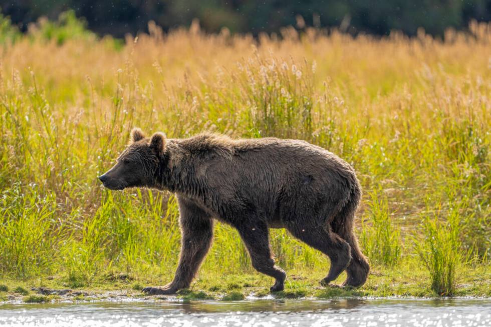 This image provided by the National Park Service shows bear 519 at Katmai National Park in Alas ...