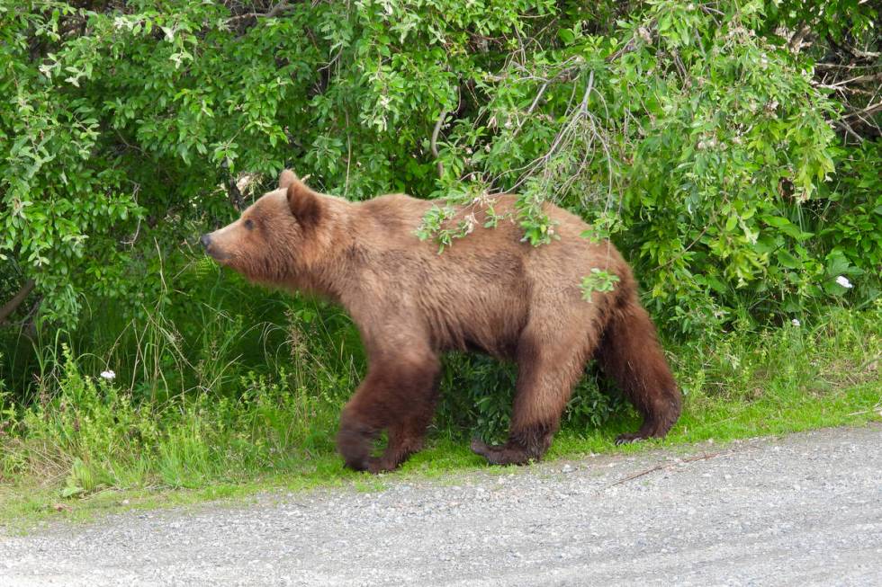 This image provided by the National Park Service shows bear 519 at Katmai National Park in Alas ...