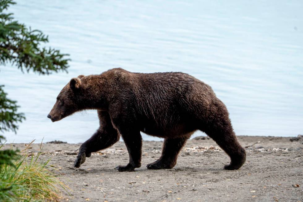 This image provided by the National Park Service shows bear 504 at Katmai National Park in Alas ...