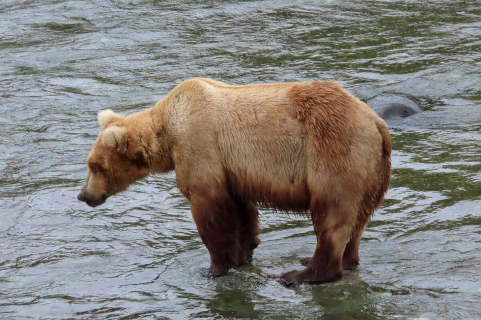 This image provided by the National Park Service shows bear 164 at Katmai National Park in Alas ...