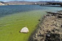 Greenish water with visible algae bloom near a marina at Lake Mohave. (R. Rackliffe/National Pa ...