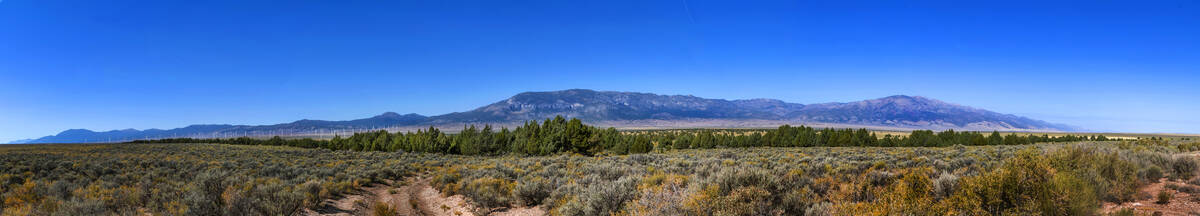 Bahsahwahbee is a grove of Rocky Mountain juniper trees, locally called swamp cedars, in White ...