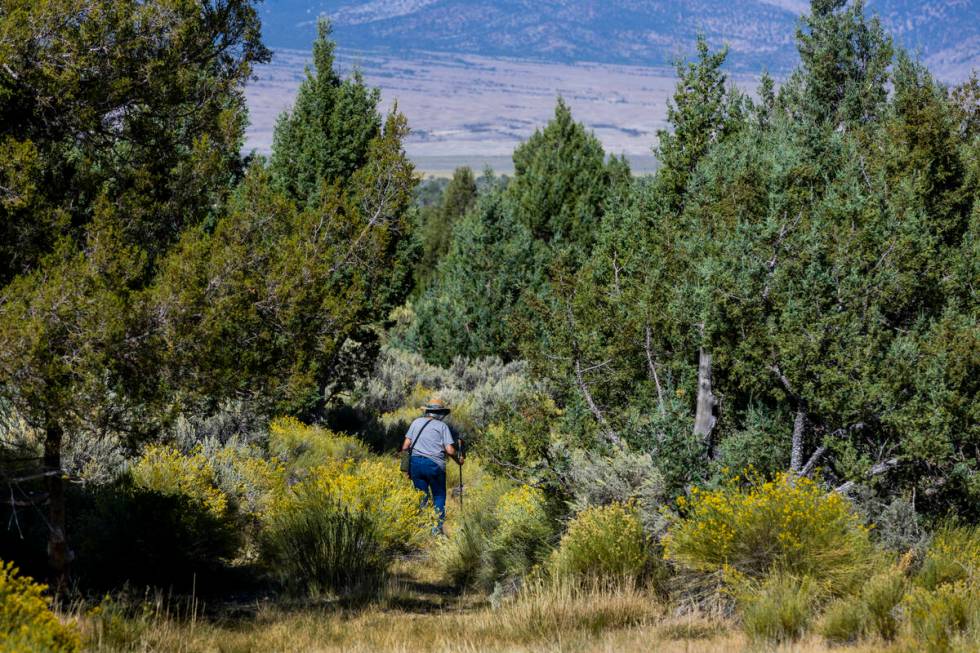 Delaine Spilsbury hikes through Bahsahwahbee, a grove of Rocky Mountain juniper trees locally c ...