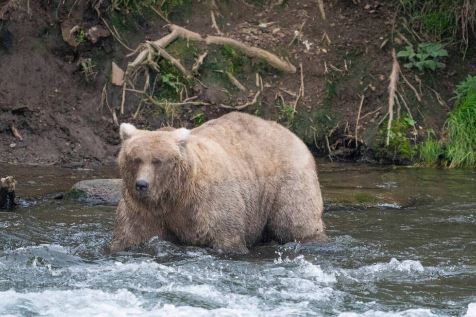 FILE - In this photo provided by the National Park Service is Grazer, the winner of the 2023 Fa ...