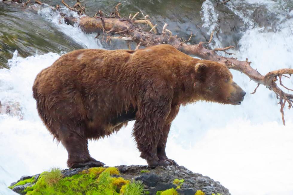 This image provided by the National Park Service shows bear 32 Chunk at Katmai National Park in ...