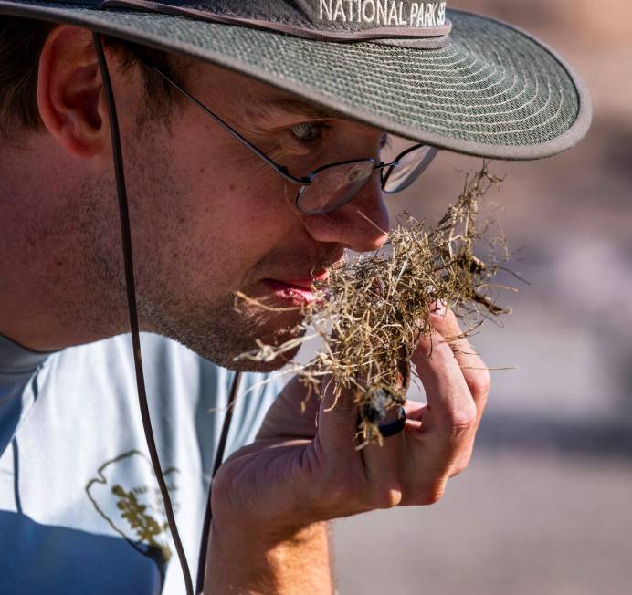 Aquatic Ecologist Riley Rackliffe with the National Park Service smells some charaphyte with an ...