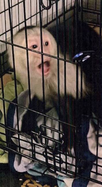 Police found a monkey inside Jezmyn Hays' residence. Hays is facing sex trafficking and exotic ...