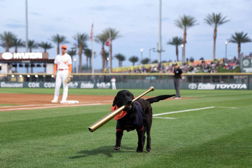 Finn the Bat Dog retrieves his honorary golden bat during a Minor League Baseball game at Las V ...