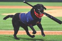 Finn, the beloved bat dog for the Las Vegas Aviators, died Friday, Oct. 18, 2024, according to ...