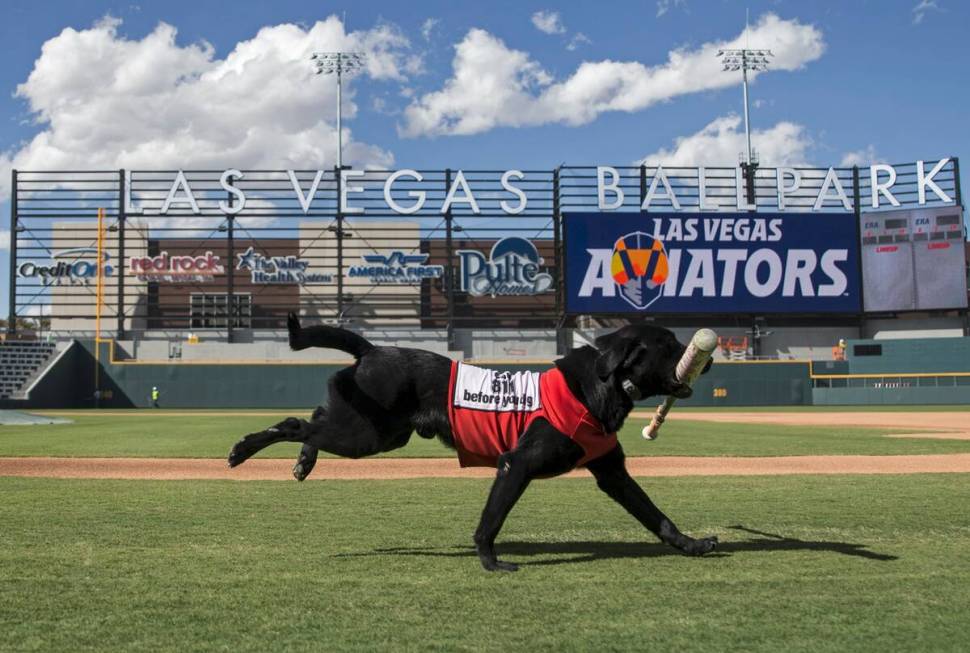 Finn, a 5-year-old black lab, retrieves a bat at Aviators media day at Las Vegas Ballpark on Tu ...