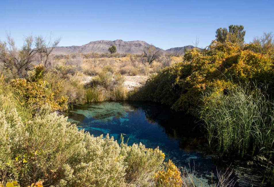 Crystal Springs at the Ash Meadows National Wildlife Refuge, Wednesday, Oct. 23, 2024, in Amarg ...