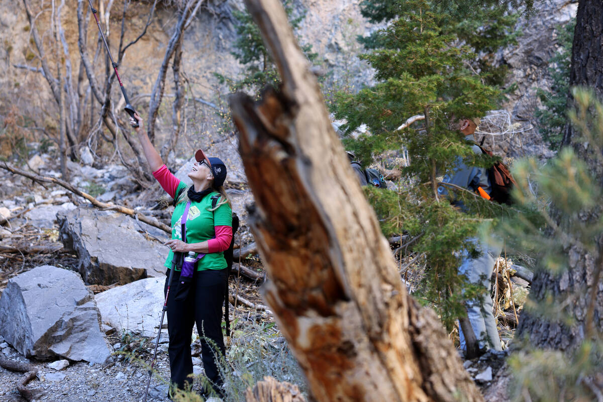 Members of the Westside Newcomers social club, including Leslie Levine, hike in Fletcher Canyon ...