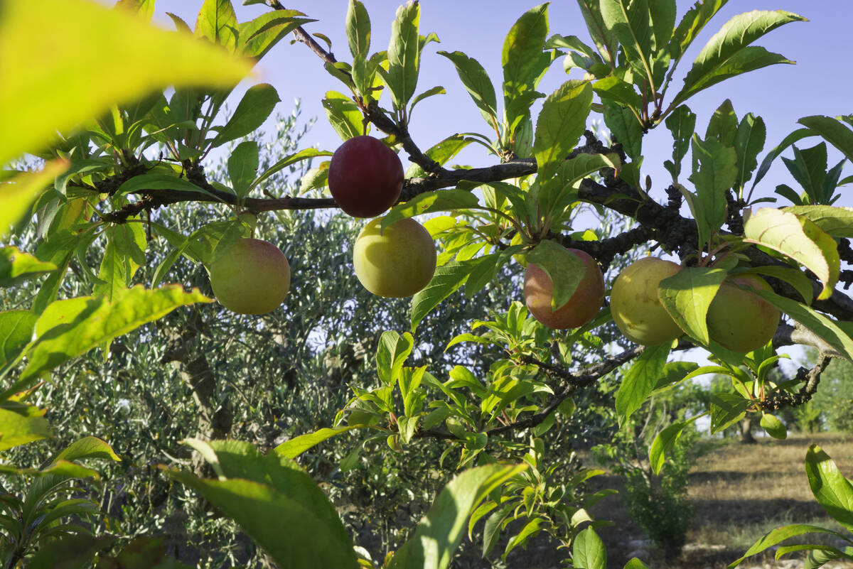 Flat-headed borers can get in the sunburned limbs and young trunks of peach, apple, nectarine, ...