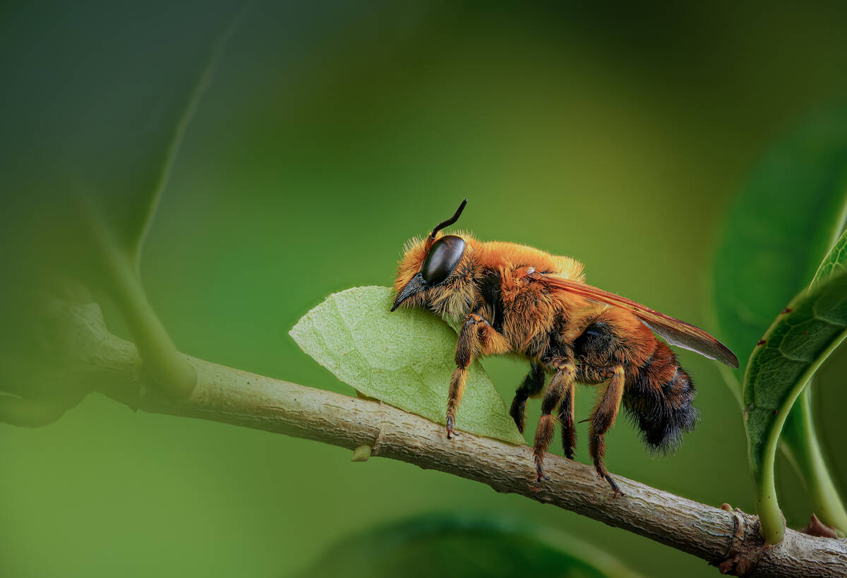 Though it may cause some damage, the leaf-cutter bee does more good than bad. (Getty Images)