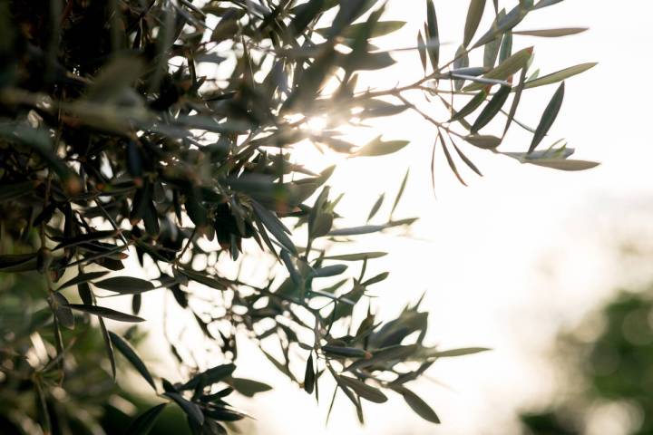 An olive tree's mature size (30 feet tall by 30 feet wide) makes it a poor fit for a tight spac ...