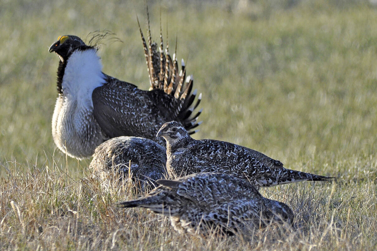 A bi-state sage grouse, rear, struts for a female at a lek, or mating ground, near Bridgeport, ...