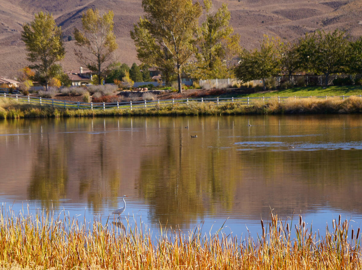 A great egret strikes a fishing pose in the waters of south Reno’s Damonte wetlands, whi ...