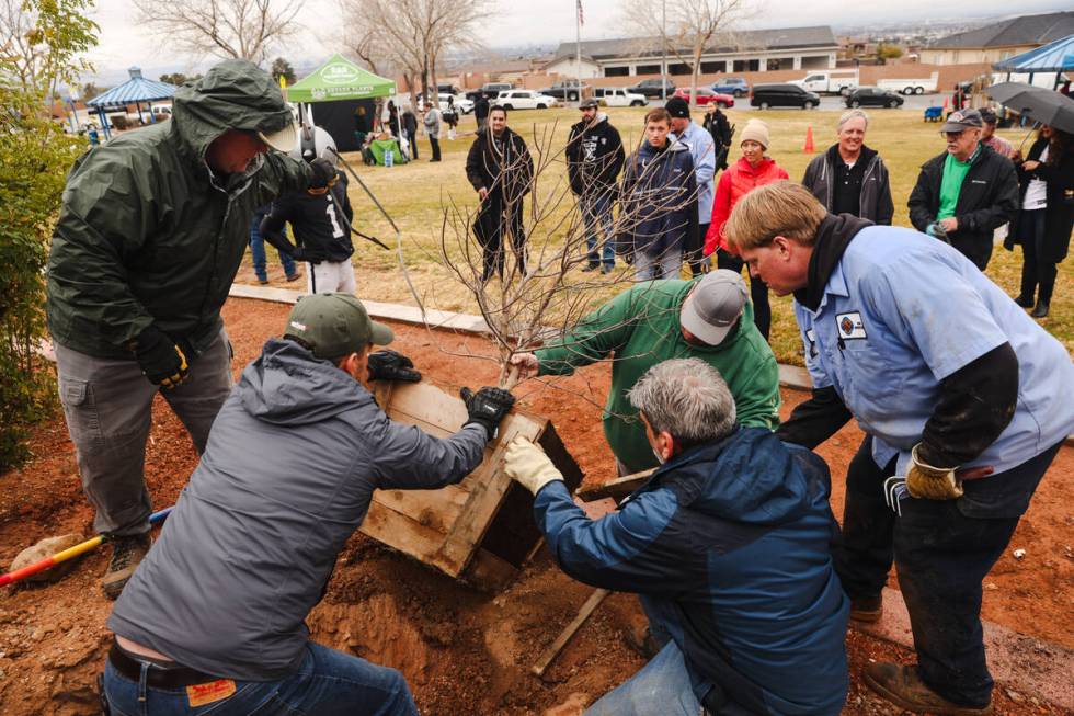 Volunteers and city workers plant a tree at a “Green Week” event at Cesar Chavez Park in La ...