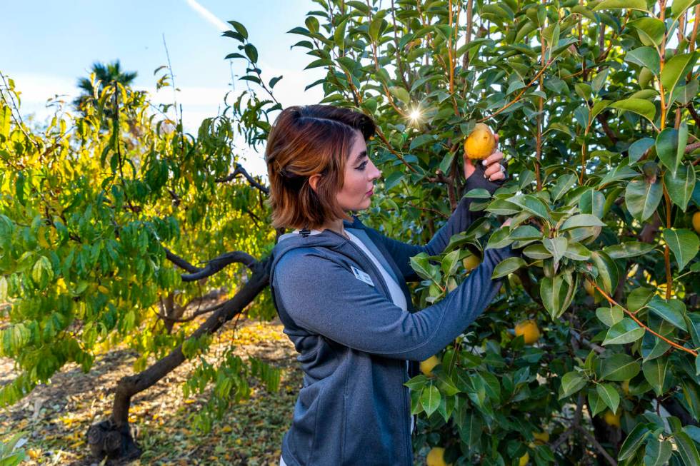 Azadeh Alizadeh, the new UNR Clark County extension horticulture specialist, examines a pear gr ...