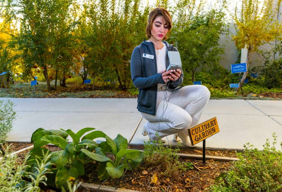 Azadeh Alizadeh, the new UNR Clark County extension horticulture specialist, checks soil temper ...