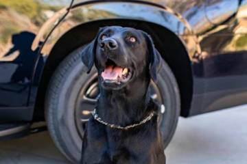 Marley, a K9 for the Clark County School District Police Department, died on Thursday, Nov. 14, ...