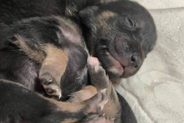 A puppy rescued from a dumpster in Las Vegas earlier this month. (The Animal Foundation/Facebook)